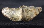 Cyrtospirifer verneuili (MURCHISON 1840) - Bild © FossNet FossilienStore